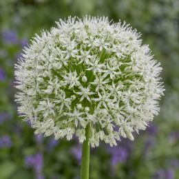 Алліум White Giant фото