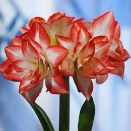 Амариліc Double Record фото
