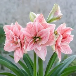 Амариліc Pink Glory фото