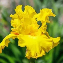 Ірис Amarillo Frills фото