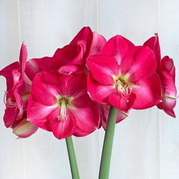 Амариліс Candy Queen фото