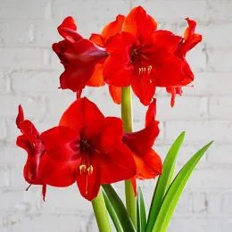 Амариліс Red Rival фото