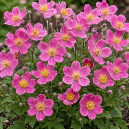 Анемона Spring Beauty Pink фото