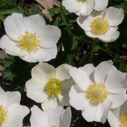 Анемона Snow White фото