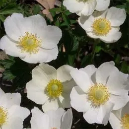 Анемона Snow White фото