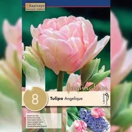 Тюльпан Angelique (Брендові цибулини KAPITEYN®) фото
