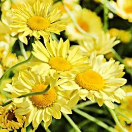 Антеміс E.C. Buxton фото