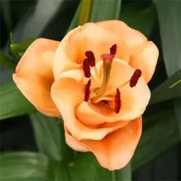 Лілія Apricot Fudge 25 фото
