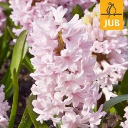 Гіацинт Apricot Passion (Брендові цибулини Jub Holland) фото