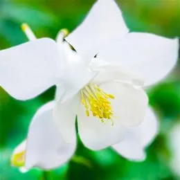 Аквілегія Spring Magic White фото