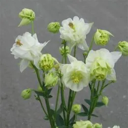 Аквілегія Winky Double White & White фото
