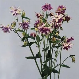 Аквілегія Barlow Purple фото