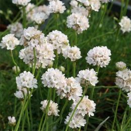 Армерія Maritima White фото