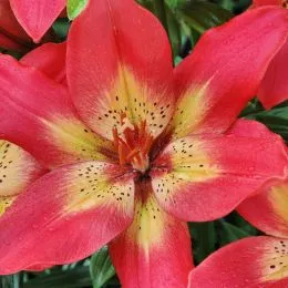 Лілія Arsenal фото