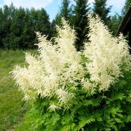 Арункус Dioicus фото