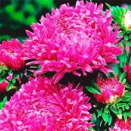 Айстра півонієподібна Ofelia фото