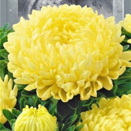 Айстра високоросла Піонен Голден Турм фото