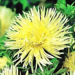 Айстра голчаста Гольдштраль фото