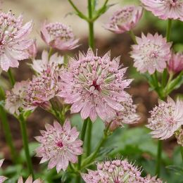 Астранція Magical Diamonds Soft Pink фото