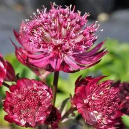 Астранція Star of Flame фото