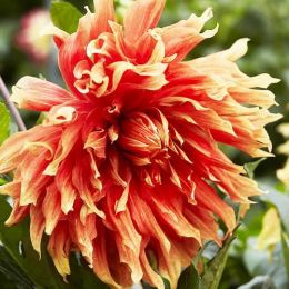 Жоржина Autumn Sunburst фото