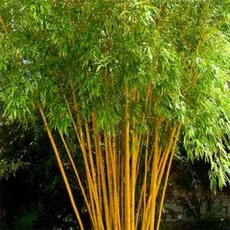 Бамбук Aureocaulis фото
