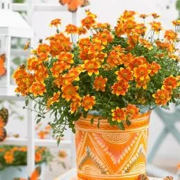 Біденс BeeDance Painted Yellow фото