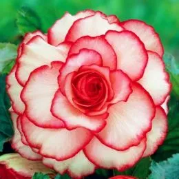 Бегонія Picotee White Red фото