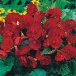 Бегонія Multiflora Maxima темно-рожева фото