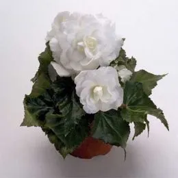 Бегония Multiflora Maxima біла фото