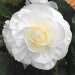 Бегонія Non Stop White фото