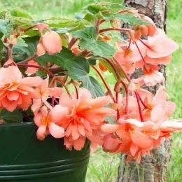 Бегонія Pendula Cascade Salmon фото