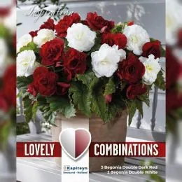 Бегонія Double Dark Red & White (Брендові цибулини KAPITEYN®) фото