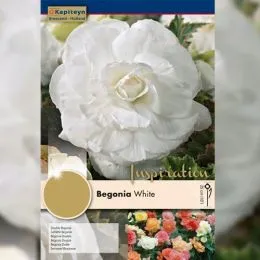 Рек-бокс Бегонія Double White (Брендові цибулини KAPITEYN®) фото
