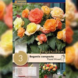 Бегонія Pendula Cascade Pastel Mixed (Брендові цибулини KAPITEYN®) фото