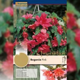 Рек-бокс Бегонія Pendula-Cascade Pink (Брендові цибулини KAPITEYN®) фото