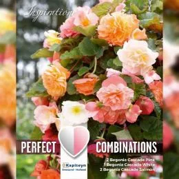 Бегонія Pendula Pastel Colours (Брендові цибулини KAPITEYN®) фото