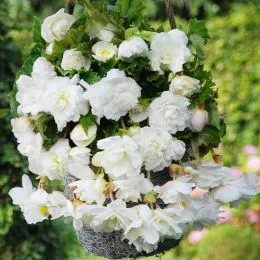 Бегонія Pendula Cascade White фото