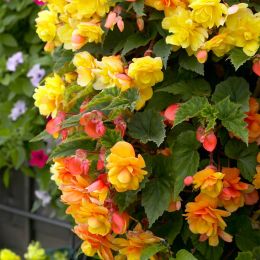 Бегонія Cascade Sunray, Yellow-Orange фото