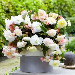 Бегонія Cascade Odorosa White Blush фото