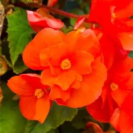 Бегонія Pendula Orange фото