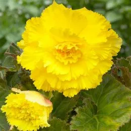 Бегонія Ruffled Yellow фото