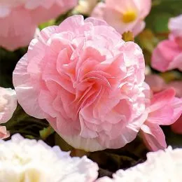 Бегонія Wummi Apfelblute, Pink  фото