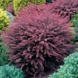 Барбарис Rose Glow фото