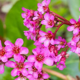 Бергенія Cordifolia фото