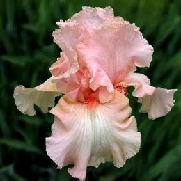 Ірис Beverly Sills фото