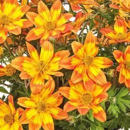 Біденс Taka Tuka Orange-Yellow Brush фото