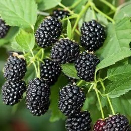 Ожина Black Diamond фото