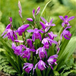 Блетілла Purple фото