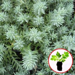 Седум Blue Spruce (розсада) фото